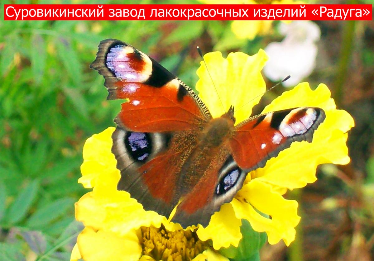 Лакокрасочный завод ООО «Радуга»